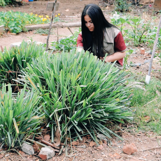 Q&A with Mayca Carrillo, T&L Employee